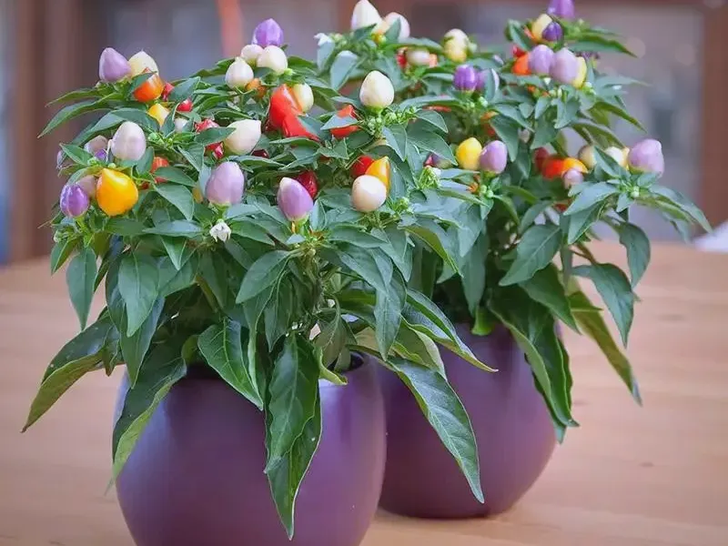 Chinese Five-Color Pepper plant showing five vibrant colors — purple, cream, yellow, orange, and red — symbolizing the Five Elements in Chinese culture. A decorative and edible pepper grown for luck, balance, and prosperity in Chinese gardens and Feng Shui displays.
