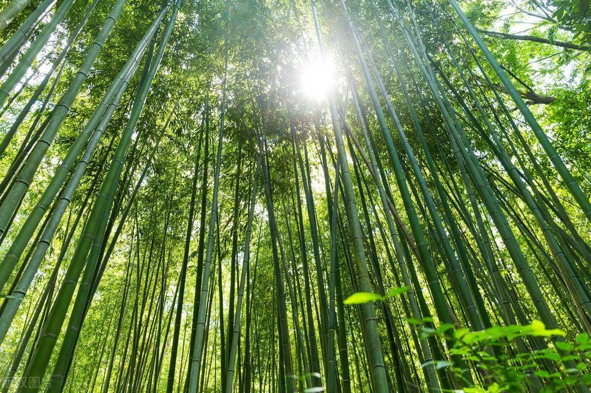 Chinese Bamboo Culture