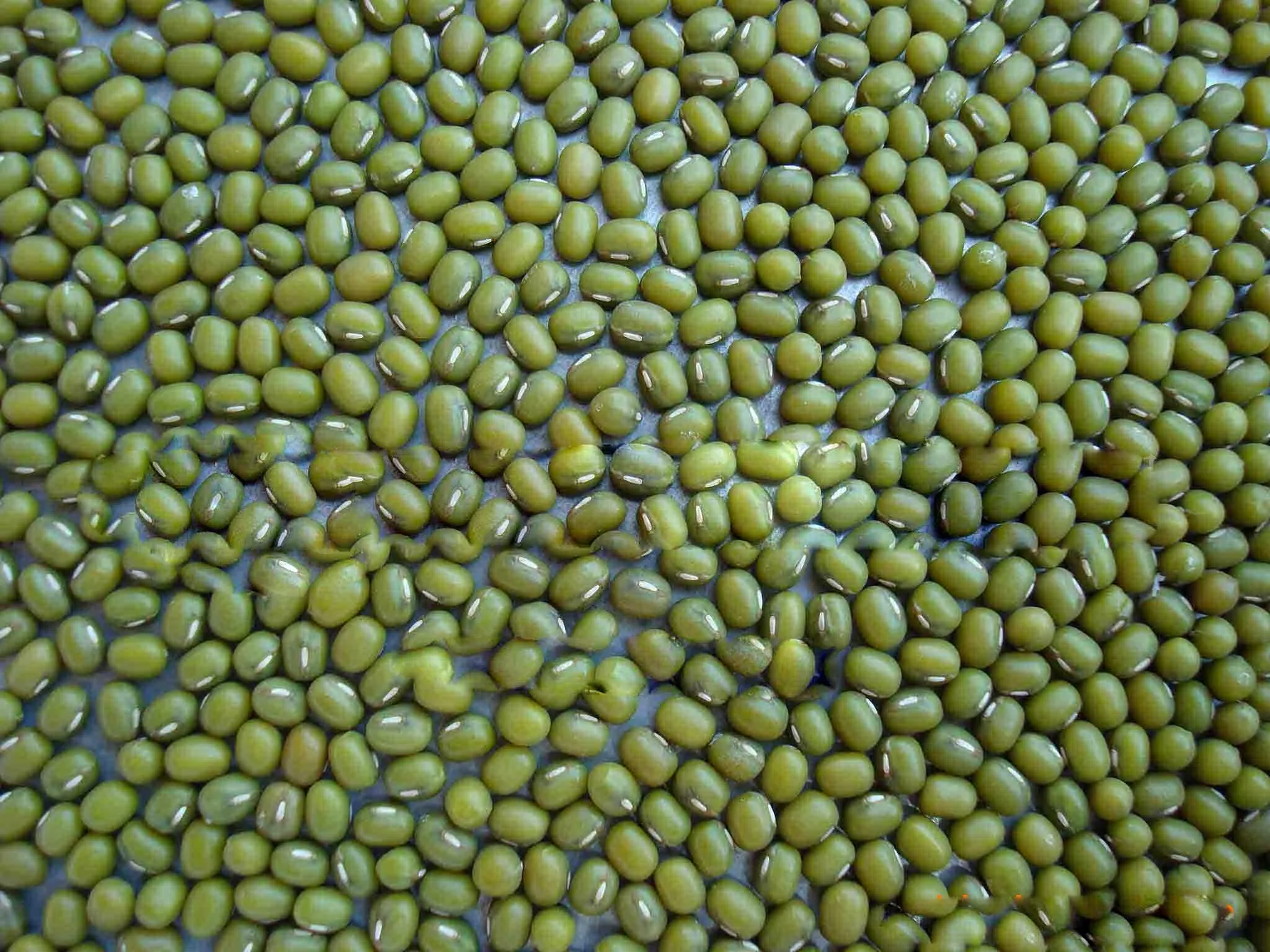 “Traditional and modern Chinese mung bean foods, including mung bean soup, noodles, sprouts, and desserts, representing the cultural and nutritional importance of 绿豆 in China.”