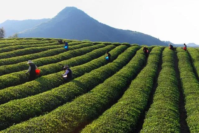 Early Chinese black tea in Wuyi Mountains, showcasing traditional tea leaves and historical origins.