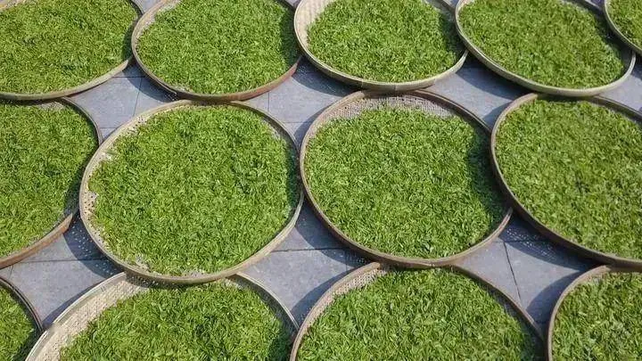 Serving Chinese black tea in traditional Chinese ceremony, reflecting cultural and social significance.