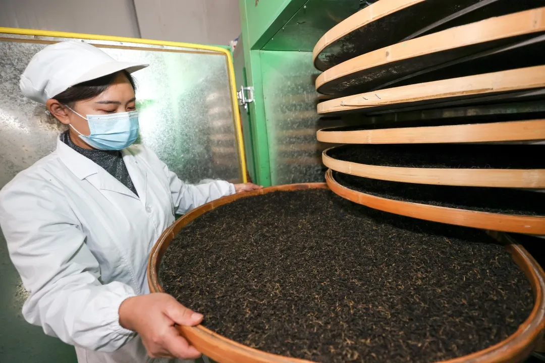 Chinese black tea craftsmanship, showcasing tea-making steps and regional specialties.