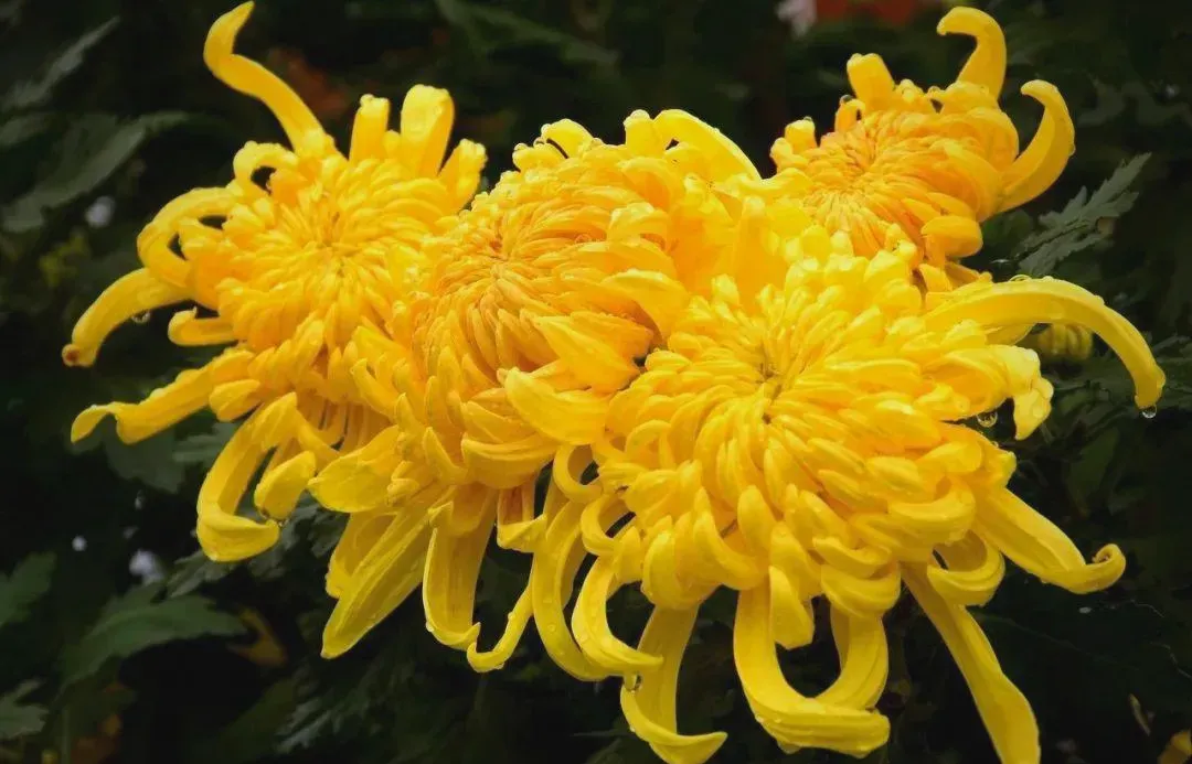Dried chrysanthemum flowers and a steaming cup of chrysanthemum tea, highlighting its golden blooms, traditional Chinese preparation, and cultural significance in art, festivals, and herbal wellness.