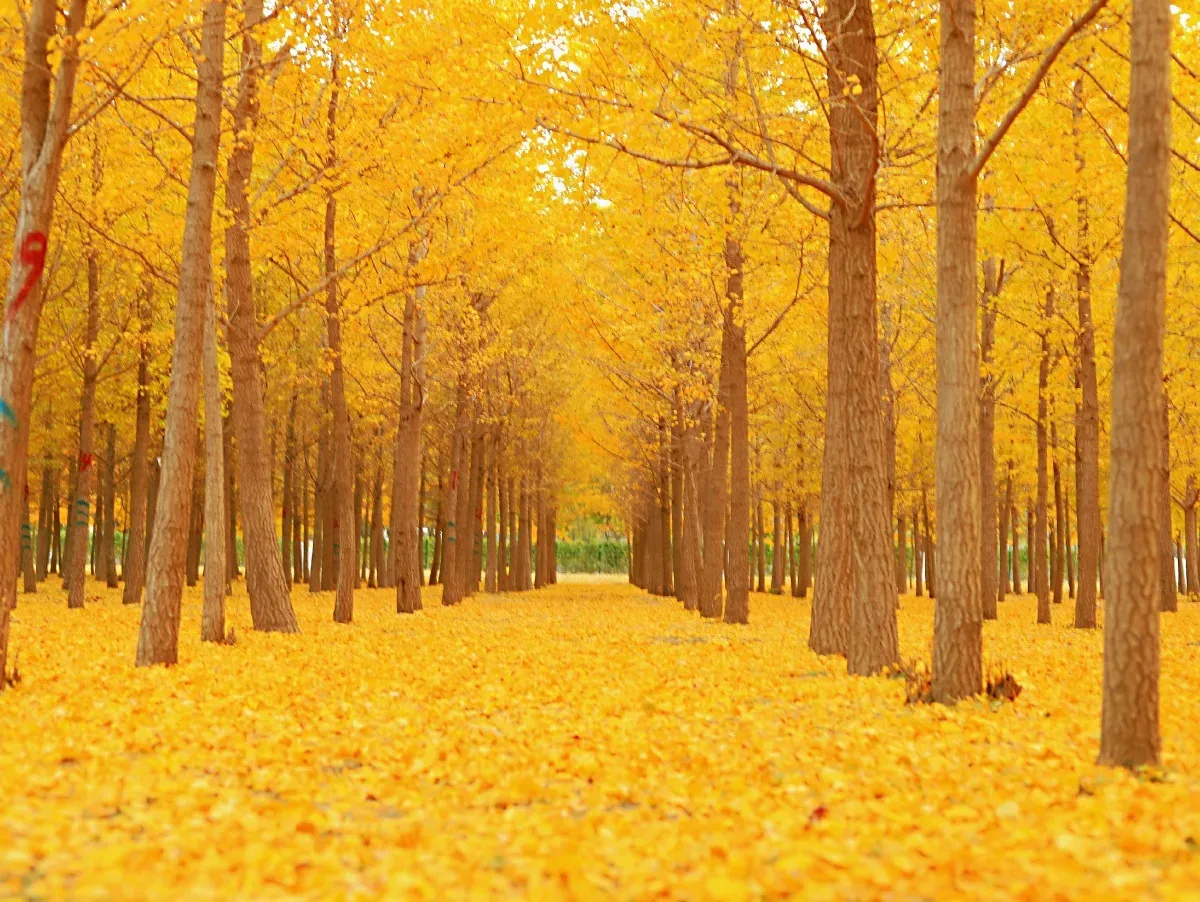 Autumn scenery of China in November featuring golden forests, misty mountains, and clear lakes, highlighting top destinations like Jiuzhaigou, Huangshan, and Zhangjiajie in a vibrant seasonal landscape.