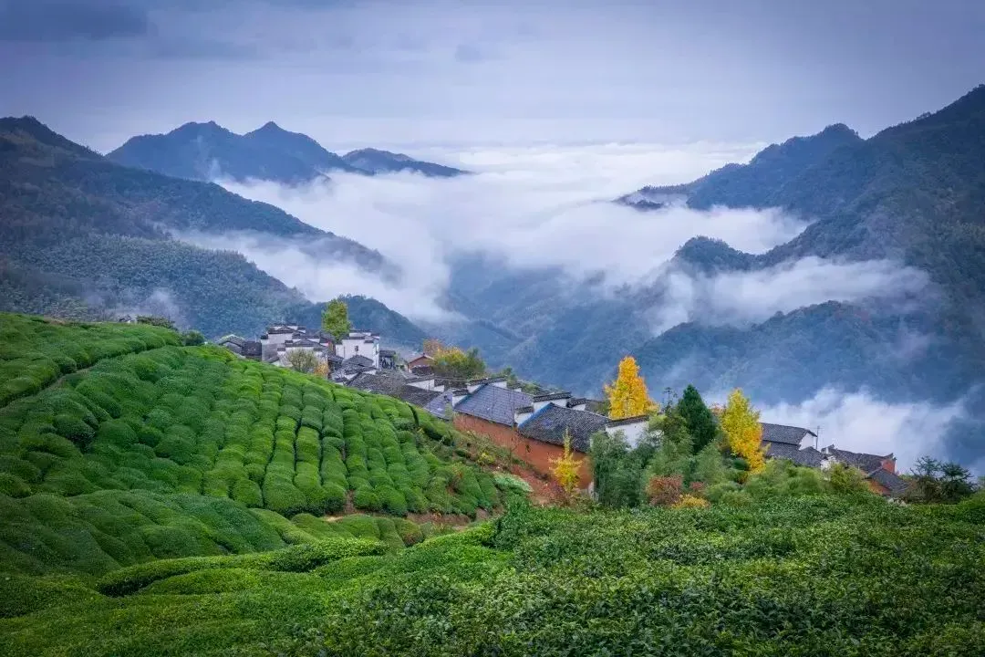 Huangshan Maofeng tea leaves with fine downy hairs, fresh green liquor in a porcelain cup, and misty Huangshan mountain slopes in the background, representing the essence of Chinese green tea culture.