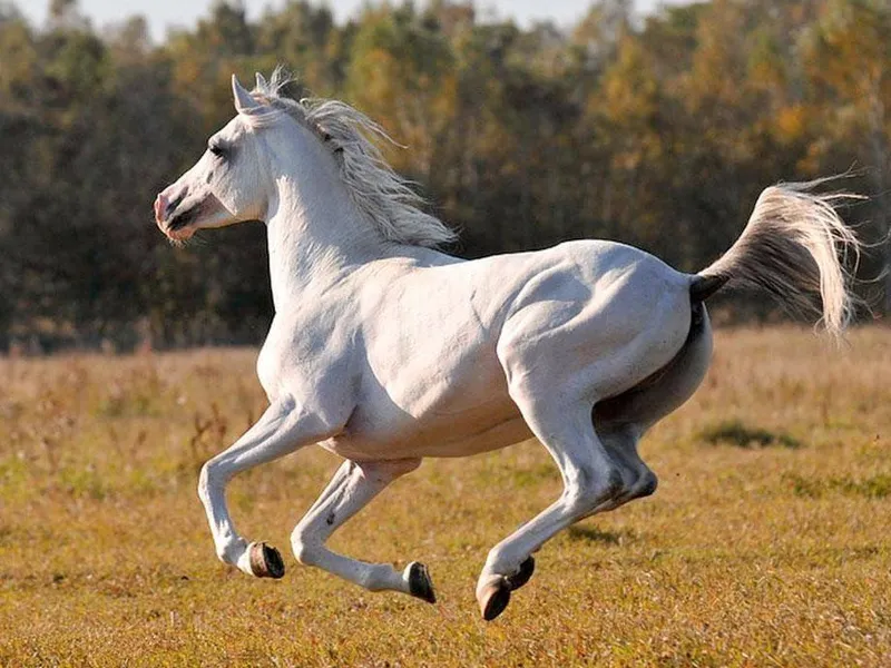 Illustration of the most legendary Chinese warhorses, including Red Hare, Dilu, and the Heavenly Horse, showing heroic steeds from Chinese history known for loyalty, strength, and mythic feats on ancient battlefields.
