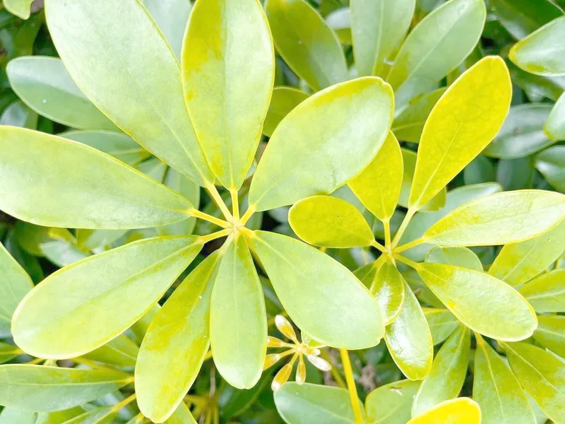 A Chinese Umbrella Tree (Schefflera octophylla) with umbrella-shaped leaves, providing shade and aesthetic beauty in a modern Chinese garden.