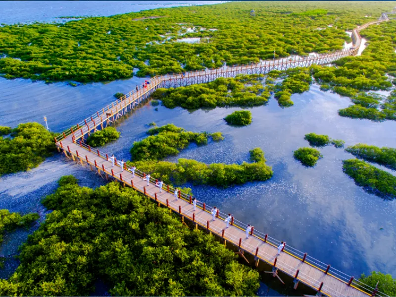 Scenes of Beihai’s coastal ecology including mangrove forests, dugong conservation sites, tidal beaches, historic seaside structures, and eco-tour activities from the RPL School day trip.