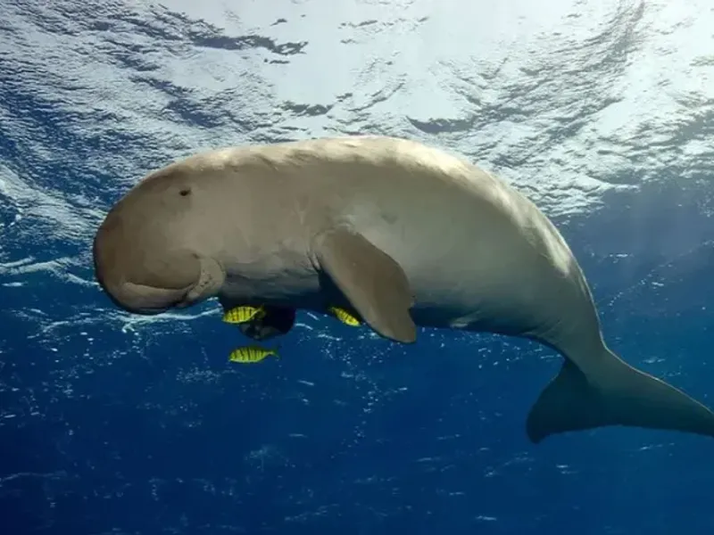 Beihai coastal eco-tour scenery showcasing the natural beauty and conservation efforts