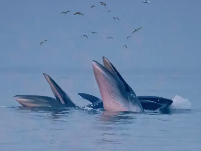 Beihai's coastal scenery with a focus on its beautiful beaches and natural landscapes, highlighting the city's appeal as a tourist destination.