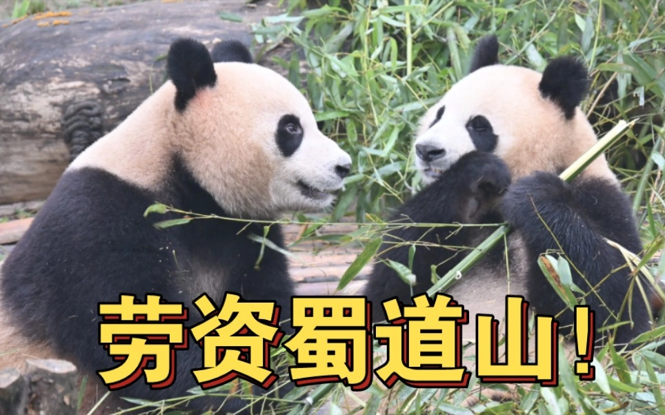 An educational visual explaining the 2023 Sichuan dialect meme 劳资蜀道山 (láo zī shǔ dào shān), literally “I’ll count to three,” showing its humorous yet firm warning usage with a 321 countdown, cultural context including Sichuan Opera, cuisine, and festivals, and featuring pinyin and English explanations for Chinese learners