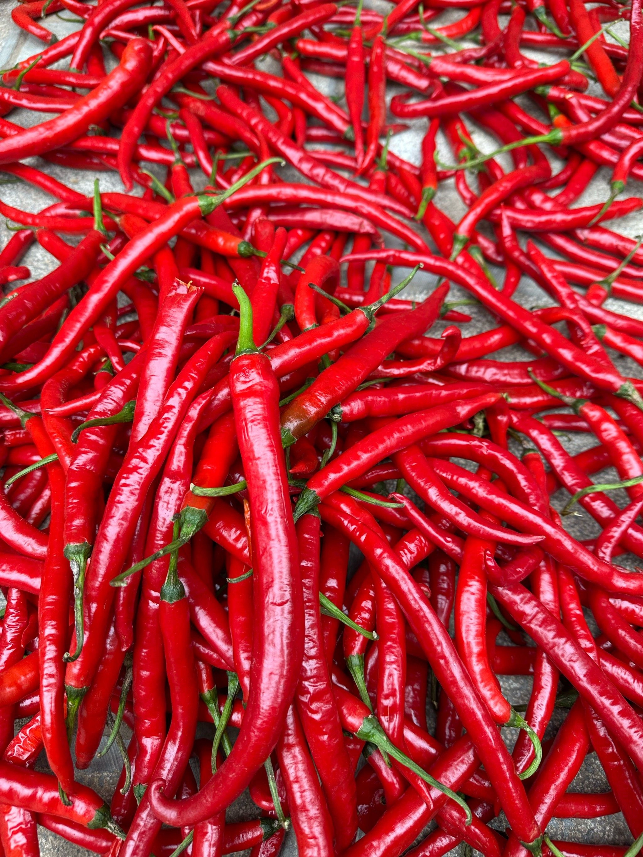 An educational visual showcasing China’s regional spicy cuisines, including Hunan’s fragrant and spicy dishes, Guizhou’s sour and spicy flavors, Yunnan’s wild and fiery peppers, and Hubei’s deep, layered heat, with key vocabulary in Chinese, pinyin, and English for learners to explore regional culinary culture.