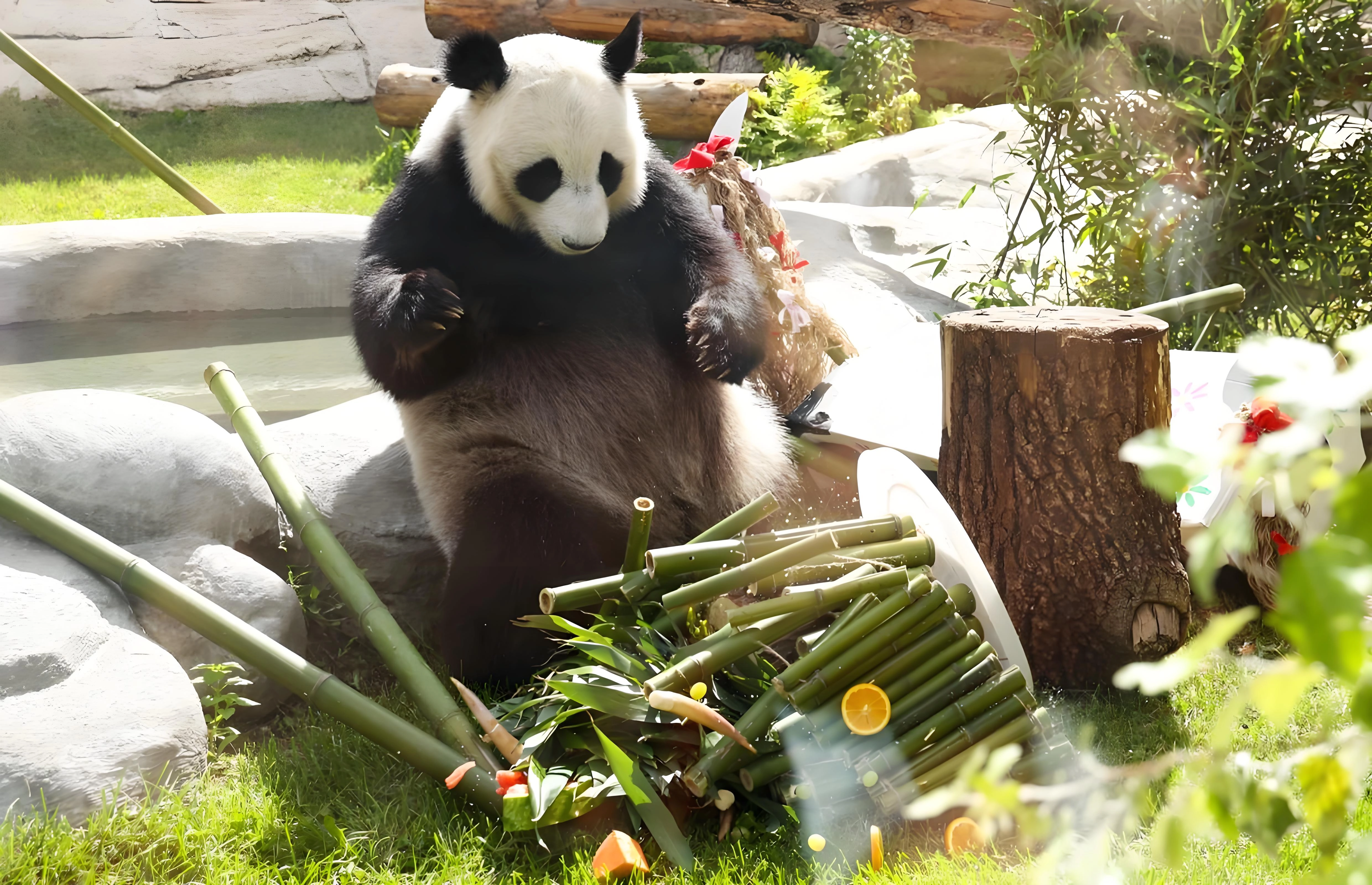Endangered and iconic Chinese wildlife, including the giant panda (大熊猫, Dà Xióngmāo), baiji or Yangtze River dolphin (白鱀豚, Bái Jìtún), Yangtze finless porpoise (江豚, Jiāngtún), Chinese alligator (扬子鳄, Yángzǐ'é), and white-lipped deer (白唇鹿, Bái Chún Lù), showcasing China’s biodiversity and natural treasures.